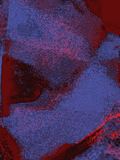 Infrared 40 — X9