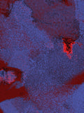 Infrared 32 — X9